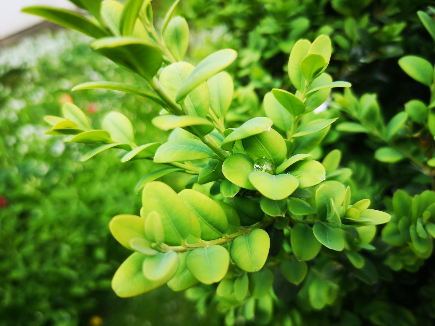 Buchsbaum (c) J. Meurer